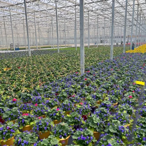 Rows of yellow and purple potted flowers.