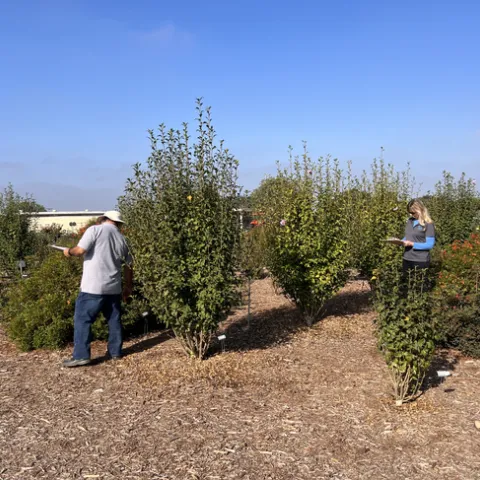 Los voluntarios clasifican las plantas durante el evento Puertas abiertas en el otoño, en el Centro de Investigación y Extensión de South Coast en agosto del 2022. Fotos de Saoimanu Sope.