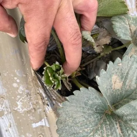 Ya sale un poco de verde, una planta recuperando. Foto por Carlos Torres.