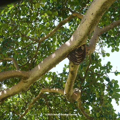 A feral or wild bee colony in a fig tree in the Maasai Mara National Reserve, southern Kenya. (Photo by James Keatley Garvey)