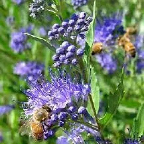 April – Heavily Flowering Shrub – Blue Mist Spirea