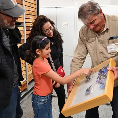 Martha Leija and Mario Preciado and their daughter Valentina, 8, a family from Mexico City, check over the morpho butterflies. At right is Bohart associate Greg Kareofelas. (Photo by Kathy Keatley Garvey)