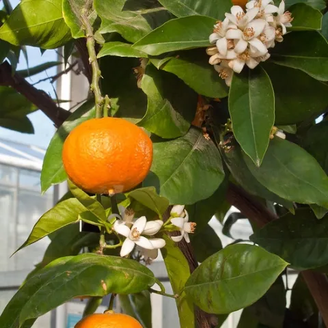 A Valencia Late orange tree (Cistus sinensis) in the temperate greenhouse of the RHS Wisley Gardens in Surrey by Anguskirk is licensed under CC BY-NC-ND 2.0.