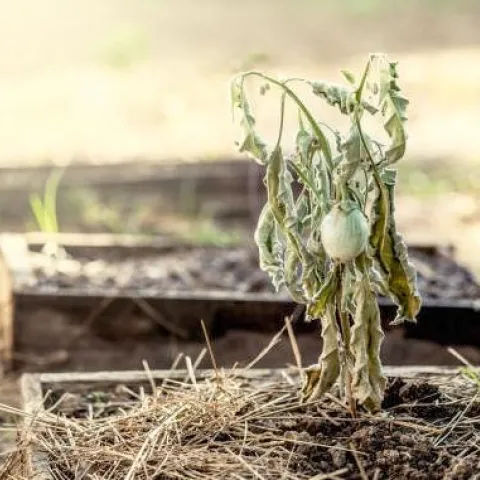 2023 2WaterintheGarden01