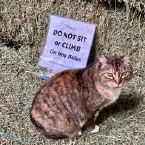 Elkus Ranch cat on hay bale beside sign that reads, "Do not sit or climb on hay bales."
