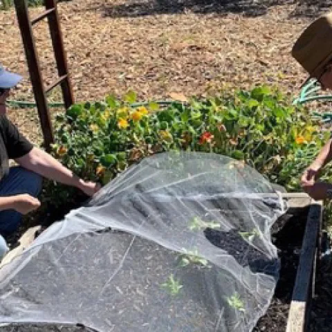 Tender plants are covered in tulle to protect against bird damage