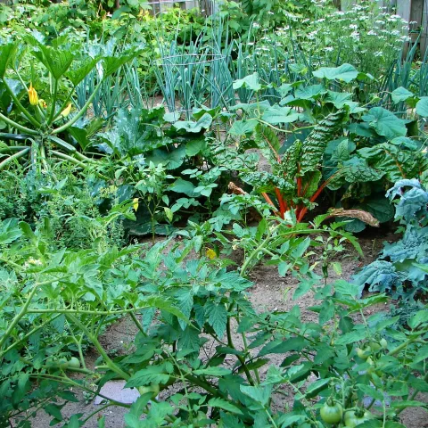 Vegetable gardens and turf can be exceptions to a low-water-use garden but consider reducing or eliminating your lawn. Photo: Wikimedia