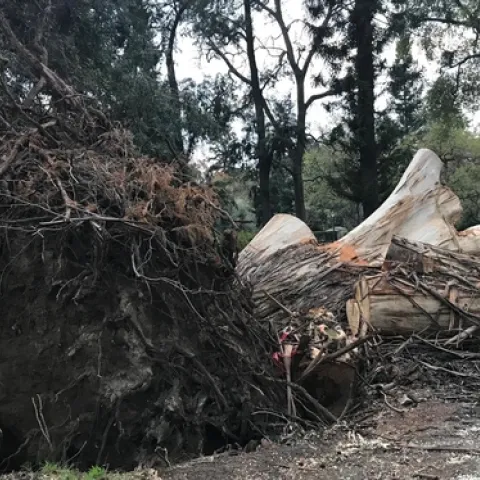 Eucalyptus. photos by Karen Metz