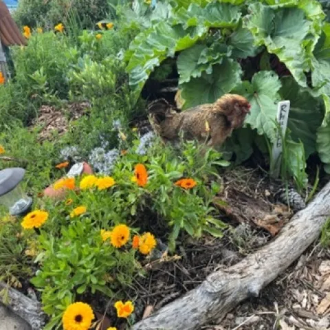 Hen and flowers. photos by Tina Saravia