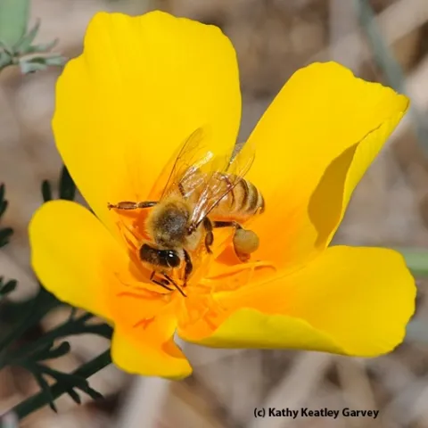 A honey bee foraging on a California golden poppy. Urban landscape entomologist Emily Meineke is one of the researchers involved in the Seed Pile Project, a community science initiative by Miridae Living Labs and UC Davis faculty. (Photo by Kathy Keatley Garvey)