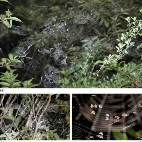 Colonial Isoxya manangona n. sp. from Andasibe, Madagascar. (a) A part of a colony with 79 spiders in 41 webs (image shows 23 webs). (b) A detail from another colony where females are in their individual webs (image shows 14 of the 16 webs in the colony) while males hang on line in between webs (image shows 12 males). (c) A detail of another colony showing male leks. These males showed no overt intrasexual aggression that would be typical of solitary spiders. (Insect Systematics and Diversity)