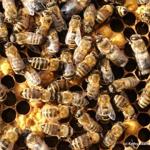 Worker bees performing tasks inside a colony. (Photo by Kathy Keatley Garvey)