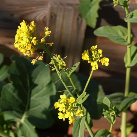 Bolting bok choy. https://www.publicdomainpictures.net/en/view-image.php?image=426924&picture=flowers-of-a-bolting-bok-choy-plant