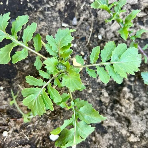 Photo by Ardis Neilsen