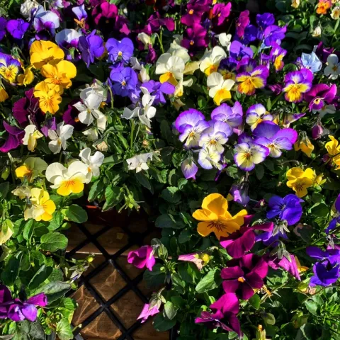 Photo by Deborah Light-Pacheco