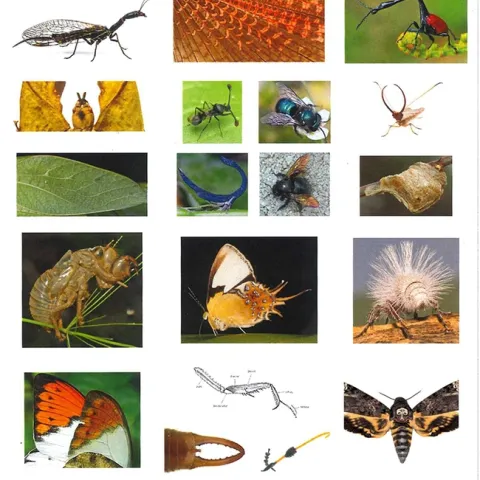 How many of these can you identify? Match these images with the Bohart Museum of Entomology specimens at a scavenger hunt in 122 Briggs Hall from 9 a.m. to 5 p.m. on April 15.