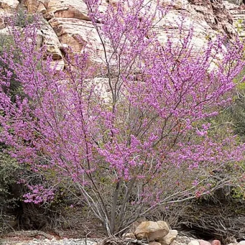 Light purplish pink multi-trunked tree in a canyon.