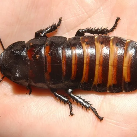 Theme of the Bohart's open house is "Bugs, Boom, Bang!" This critter, a Madagascar hissing cockroach, will hiss. (Photo by Kathy Keatley Garvey)