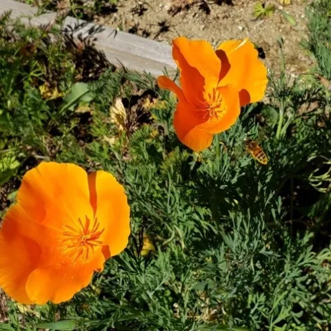 California poppies blooming. Bee in photo.