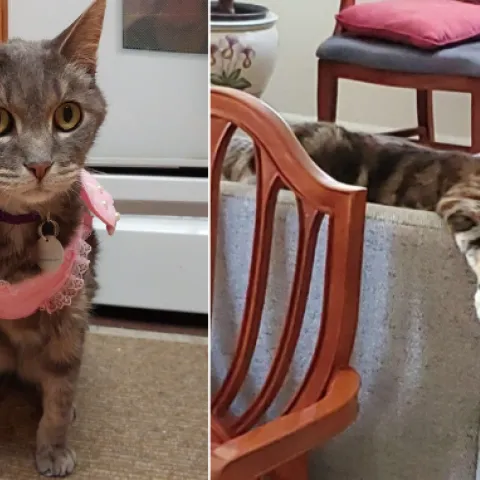 Gray-striped cat wearing pink top and gray-striped cat with white mouth and paws lounging on the back of a sofa