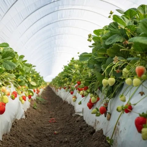 Beds of ripening strawberries inside a hoop house.