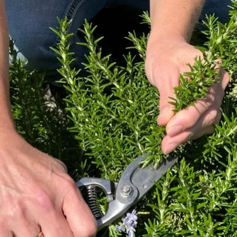 Hand holding pruners snips a stem from a bright green plant.