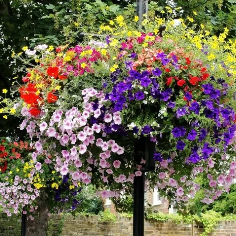 Hanging Baskets of Petunia Flowers in Sunbury by Maxwell Hamilton is licensed under CC BY 2.0.
