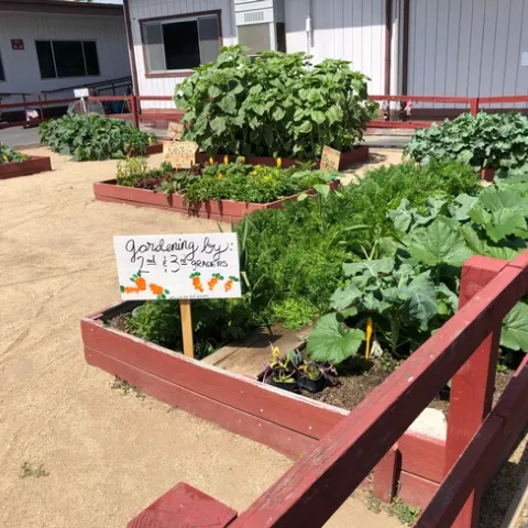 School garden beds with sign "planted by 2nd and 3rd graders"