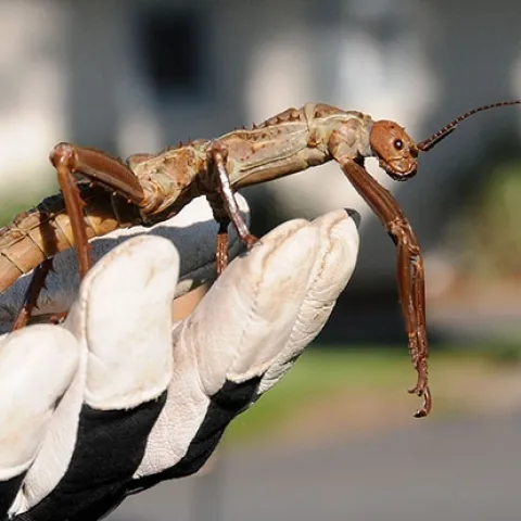 Former UC Davis doctoral student Matan Shelomi described a new bacteria species from the gut of a Giant New Guinea Stick Insect, Eurycantha calcarata. This is a E. calcarata from the Bohart Museum. Shelomi named the bacteria after UC Davis faculty members Lynn and Bob Kimsey. (Photo by Kathy Keatley Garvey)
