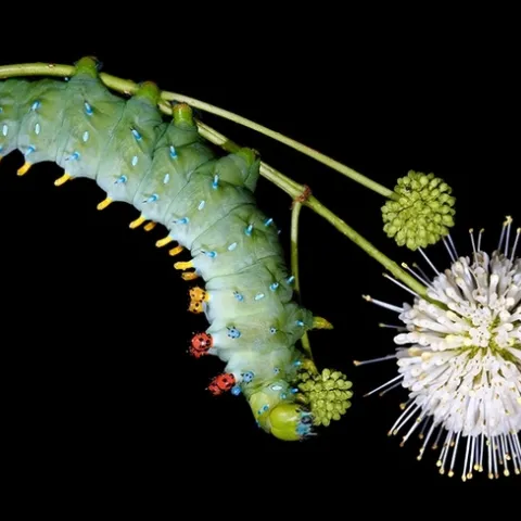 The caterpillar of a "Gravity" Cecropia giant moth. (Photo by Sam Jaffe, the Caterpillar Lab)