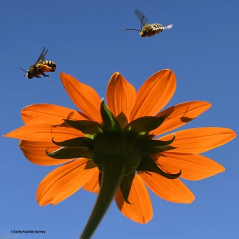 "Catch Me if You Can!"--This image of two native bees, Melissodes agilis, won the ESA category at the 63rd North Central Insect Photographic Salon, co-sponsored by the North Central Branch of the Entomological Society of America and the Photographic Society of America. (Photo by Kathy Keatley Garvey)
