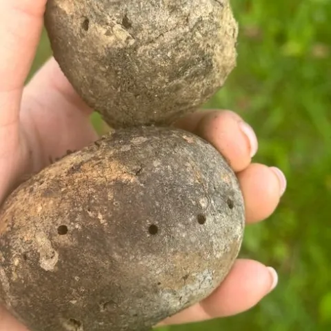 Gall from Oak tree- wasp home (photo credit Rayna Jeremias)