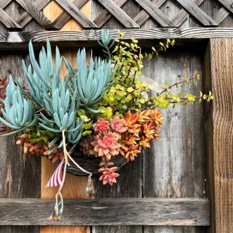 Blue, light green, orange, and yellow succulents of various shapes and sizes in a basket hanging on a fence.