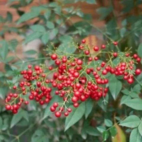 photos by Michelle Krespi