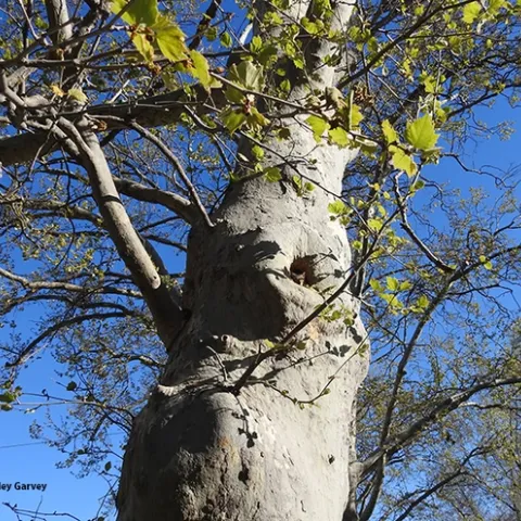 Look closely and you can see a squirrel occupying a small hollow or cavity in a sycamore tree. The cavity has been home to feral bees for at least two decades. (Image taken in Vacaville by Kathy Keatley Garvey)