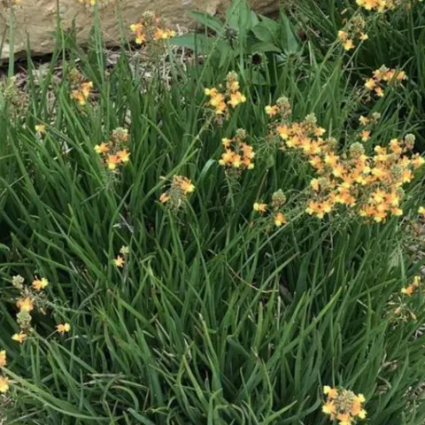 Stalked bulbine is an excellent choice for a xeriscape or rock garden.