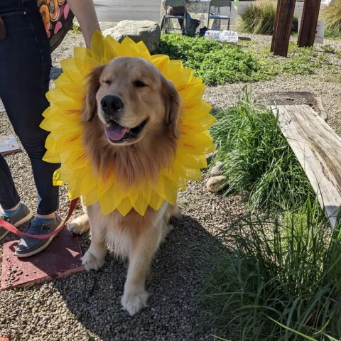 Golden retriever wearing a sunflower bonnet.