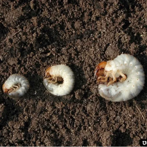 Common white grubs. The species left to right are: Japanese beetle, European chafer, and June beetle. Photo by David Cappaert, Bugwood.org