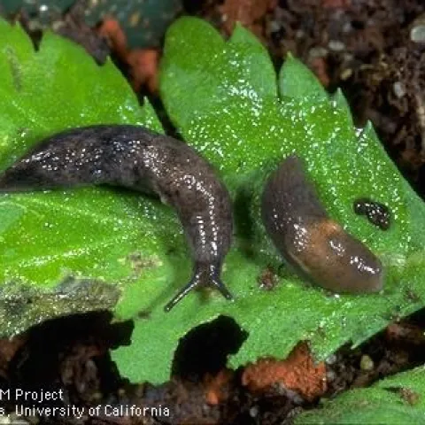 Little grey slug, Deroceras reticulatum. Photo UCCE.