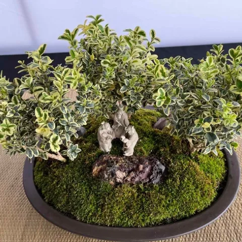 Bonsai garden created by Chico Bonsai Society member. Debi Durham