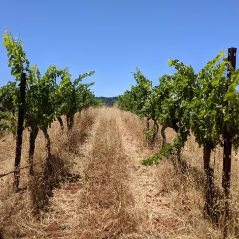 Figure 2. Abundant residues from the oats cover crop.