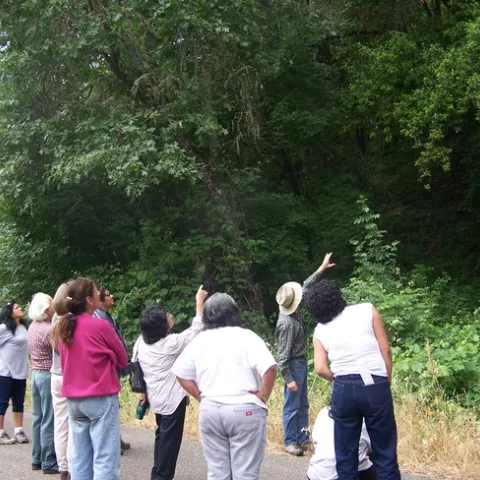 A group of people look up at leafy tree canopies.