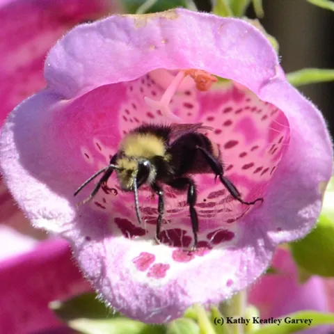 A yellow-faced bumble bee, Bombus vosnesenskii, leaves a foxglove. (Photo by Kathy Keatley Garvey)