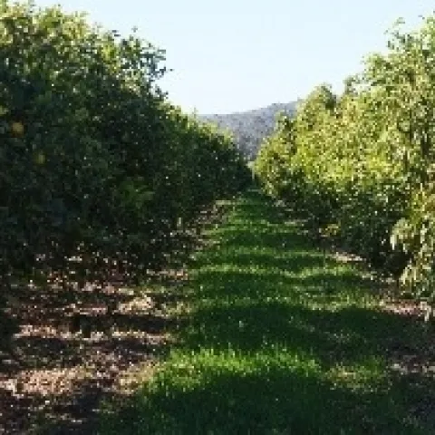 citrus cover crop