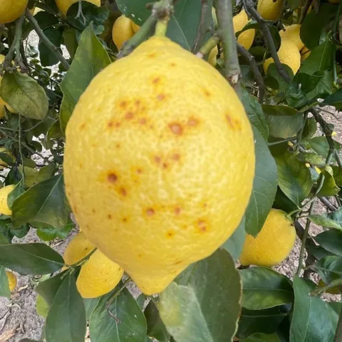 lemon cold wet exposure