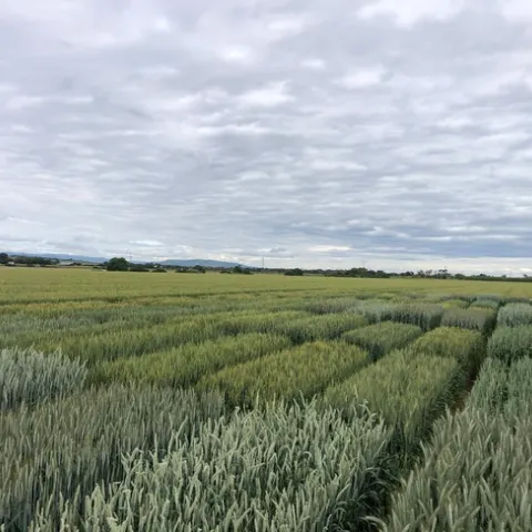 Rominger Variety Trial ;23