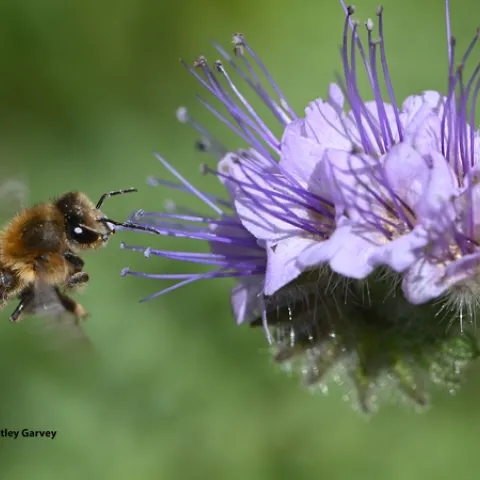 A honey bee in flight, heading for a Phacelia. (Photo by Kathy Keatley Garvey)