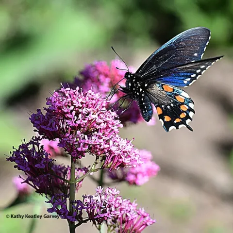 A pipevine swallowtail, Battus philenor, foraging April 30 on Jupiter's Beard in the UC Davis Student Farm's Ecological Garden. (Photo by Kathy Keatley Garvey)
