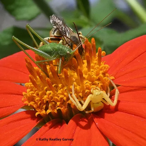 A crab spider is about to nail a katydid nymph when a longhorned bee, Melissodes agilis, appears on the Mexican sunflower. (Photo by Kathy Keatley Garvey)