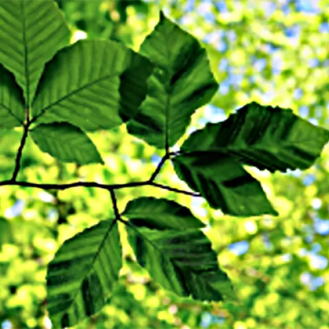 Symptoms of beech leaf disease include swelling and darkening of interveinal tissues as well as chlorosis. (Photo courtesy of Paulo Vieira of USDA-ARS, Beltsville, MD.)